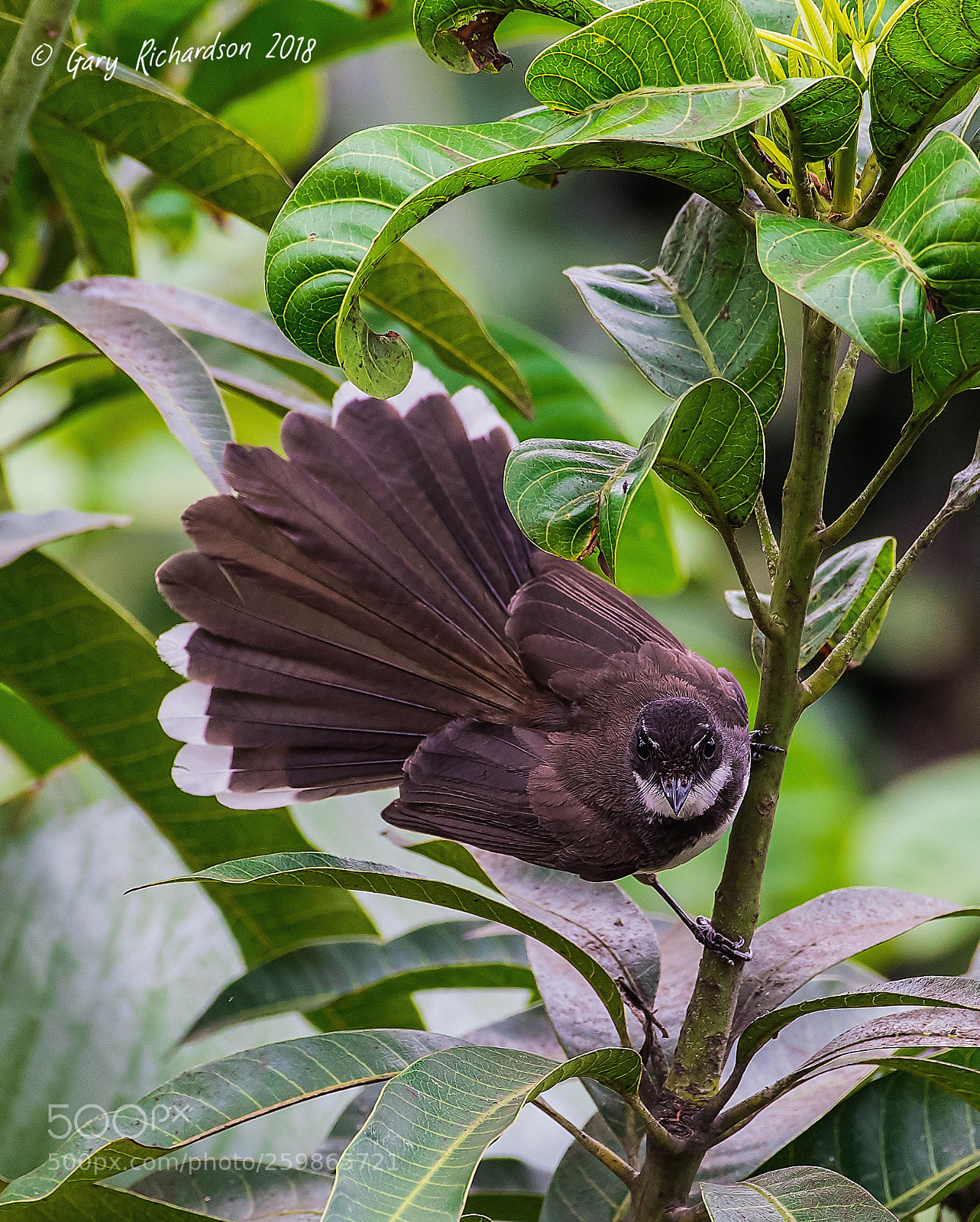 Nikon D500 sample photo. White throated fantail bangkok photography