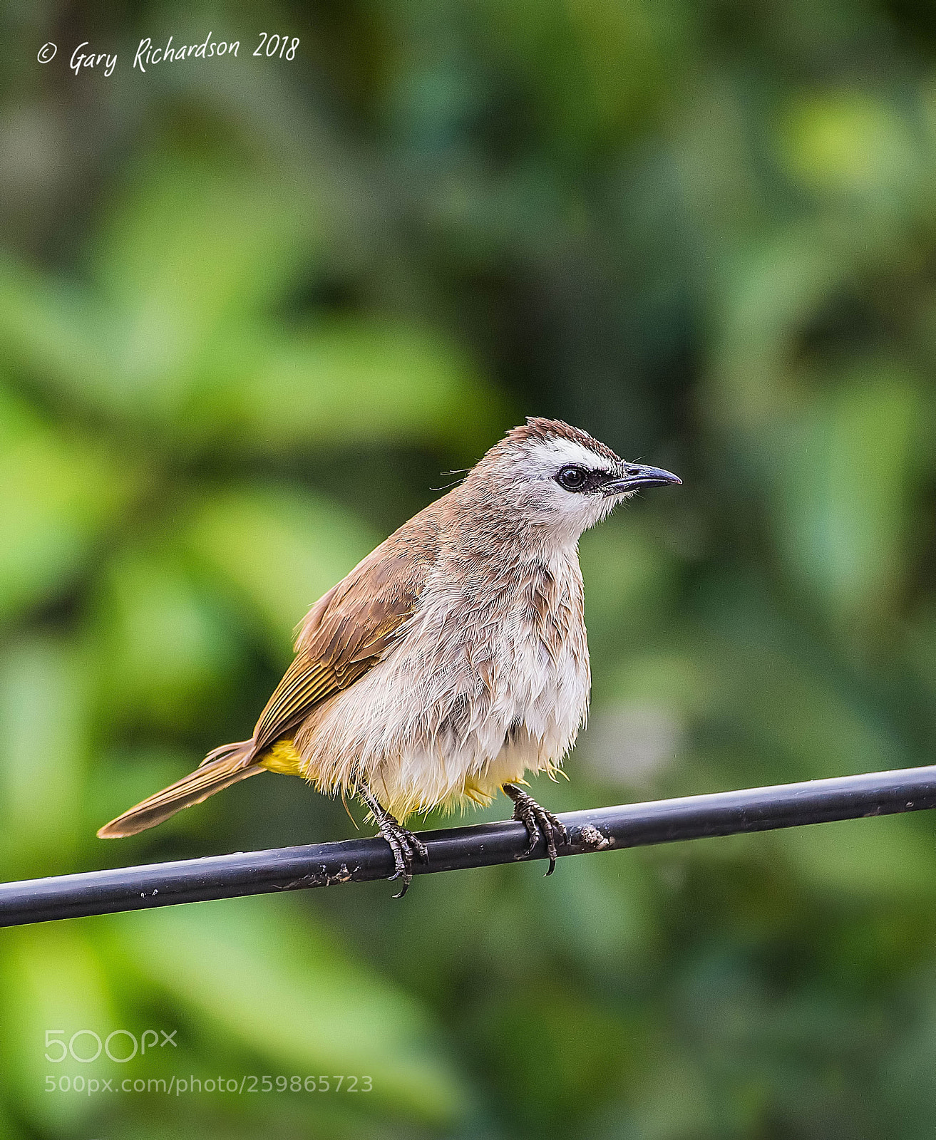 Nikon D500 sample photo. Yellow vented bulbul bangkok photography