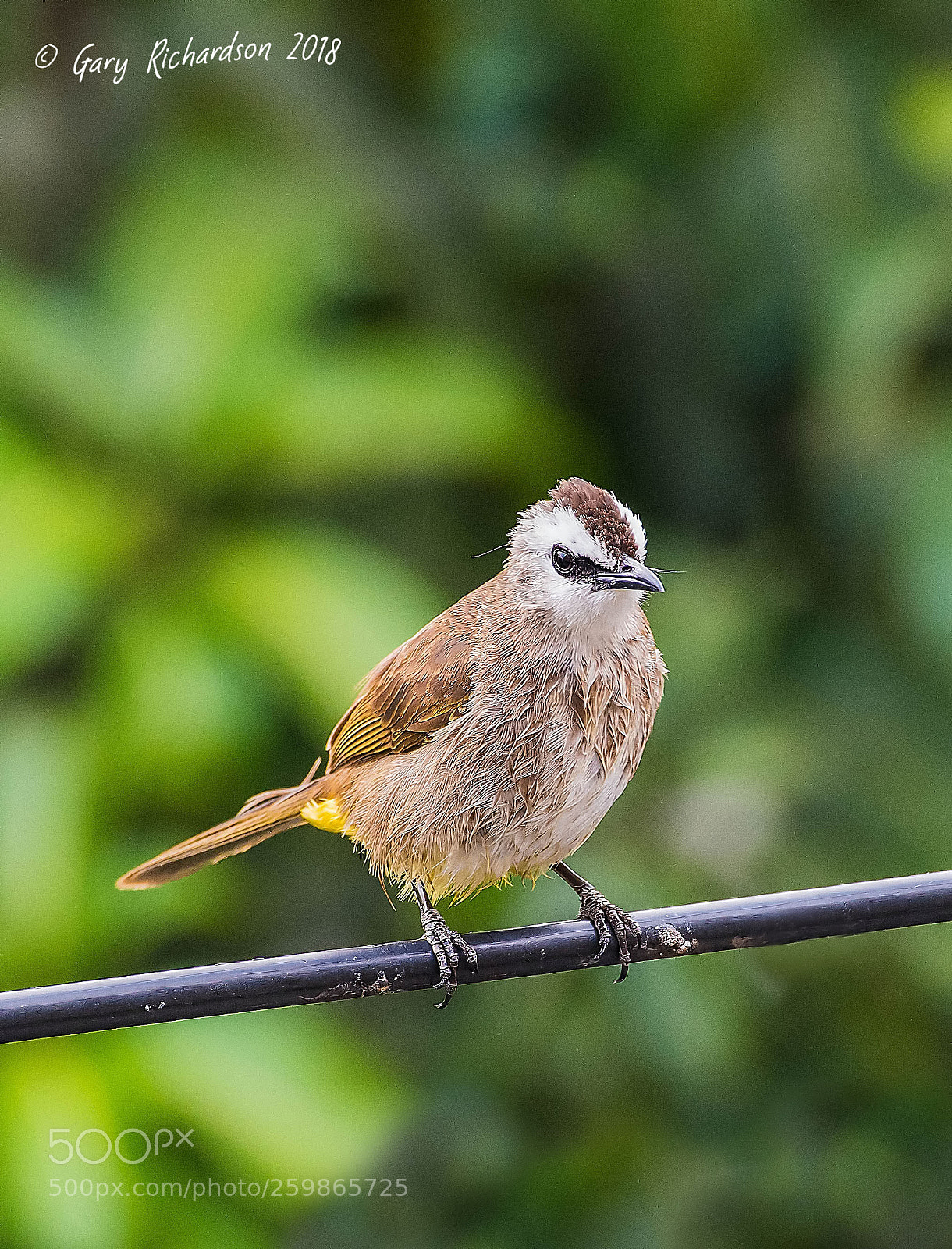 Nikon D500 sample photo. Yellow vented bulbul bangkok photography