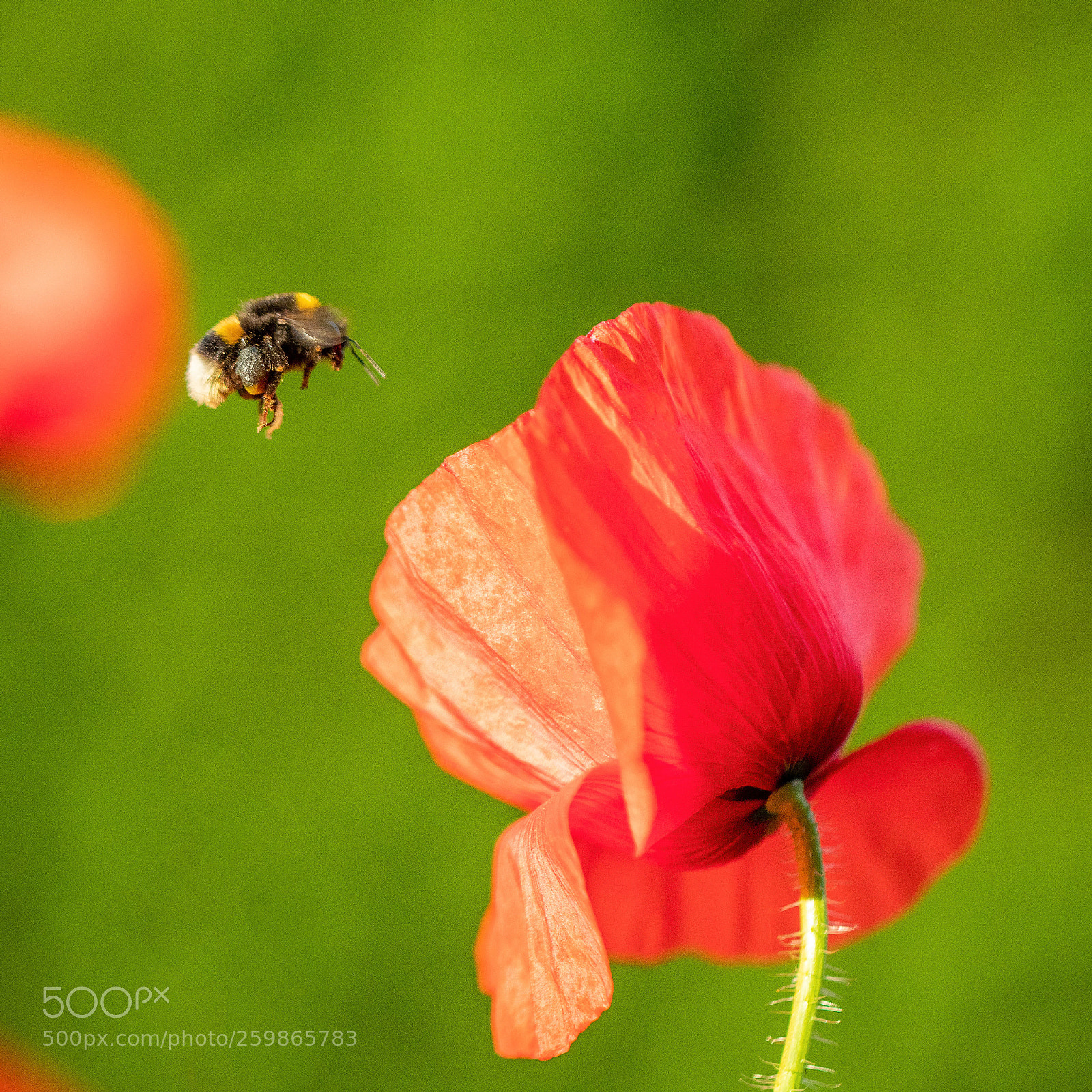 Canon EOS 80D sample photo. Bee and poppy photography