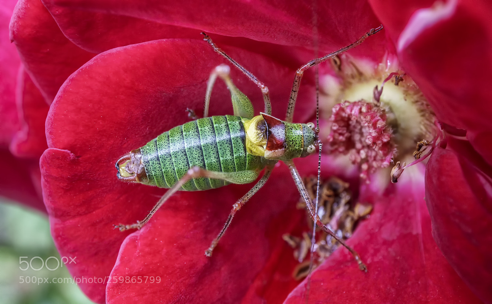Sony a6300 sample photo. Grasshopper and red rose... photography