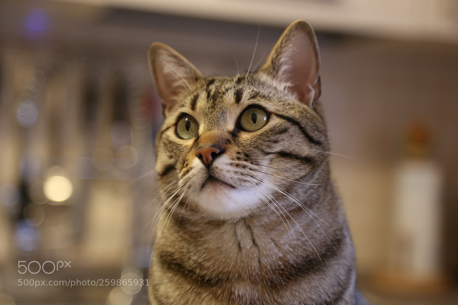 Canon EOS 6D + Canon EF 24-105mm F4L IS USM sample photo. Leon photography