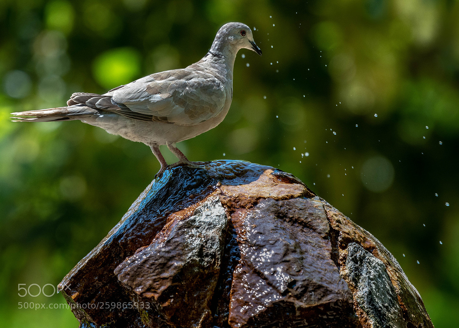 Nikon D500 sample photo. Dove drinking photography