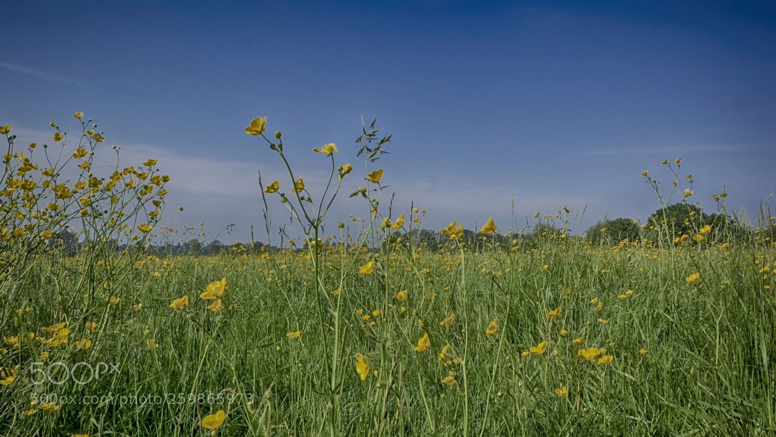 Samsung NX300 sample photo. Yellow photography