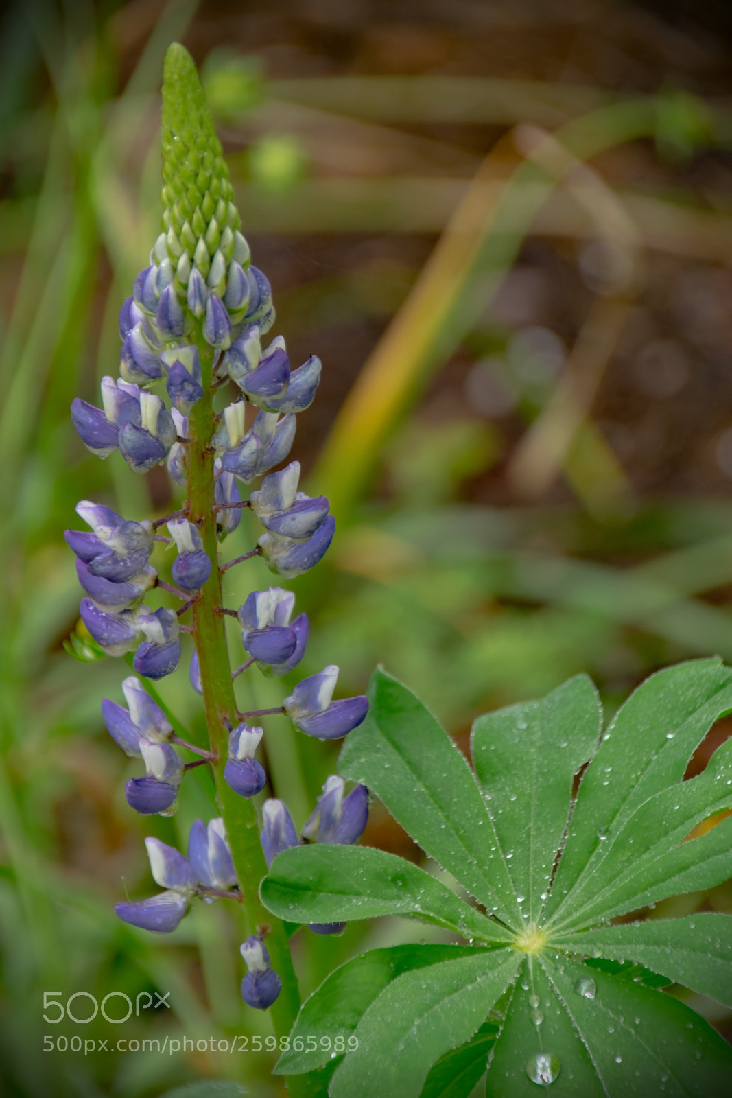 Nikon D5300 sample photo. Lupine photography