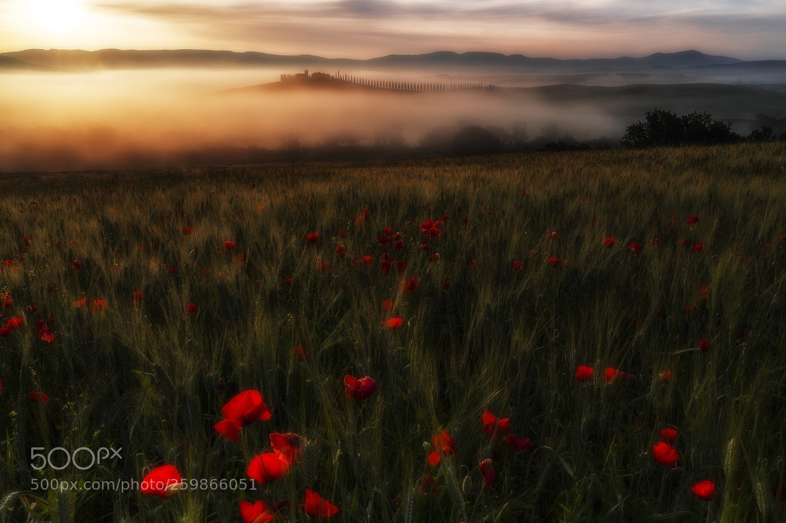 Canon EOS-1D X Mark II sample photo. Alba a poggio covili  photography