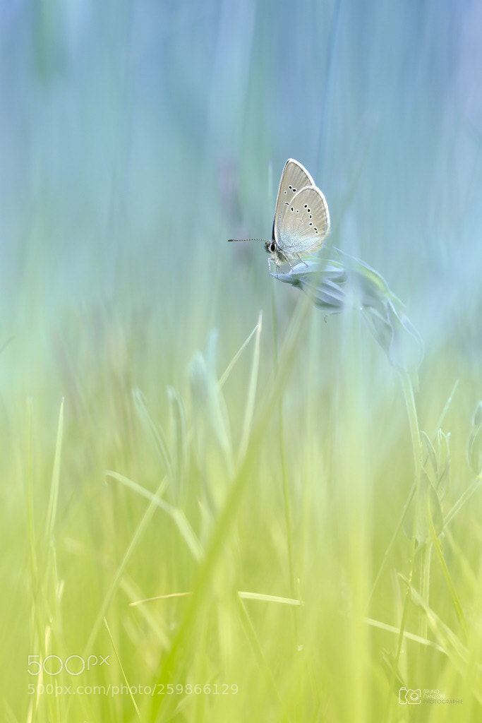 Canon EOS 7D sample photo. Beauty nature  photography