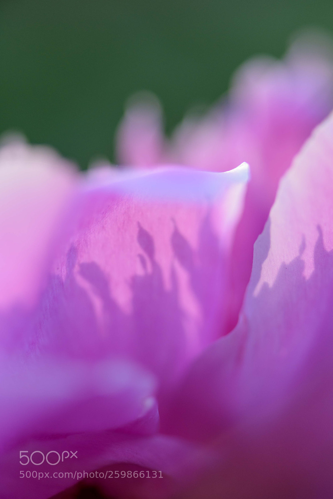 Nikon D750 sample photo. 影儿 photography