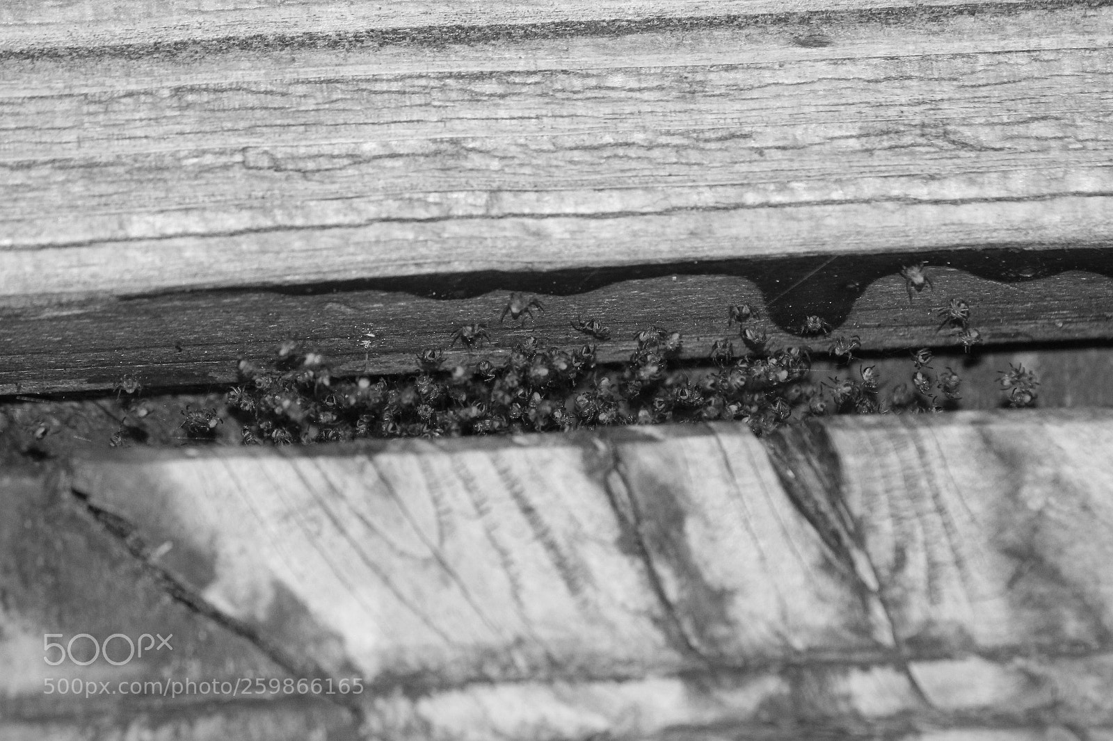 Canon EF-S 55-250mm F4-5.6 IS II sample photo. Spinnenbabies photography