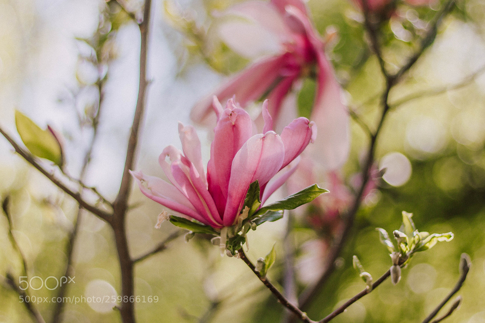 Canon EOS 60D sample photo. Magnolia photography