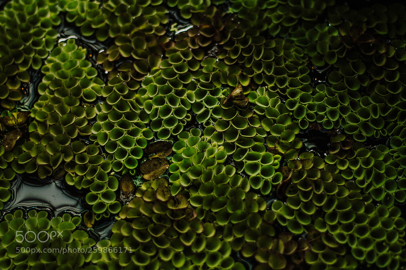 Canon EOS 60D sample photo. Bryophyta photography