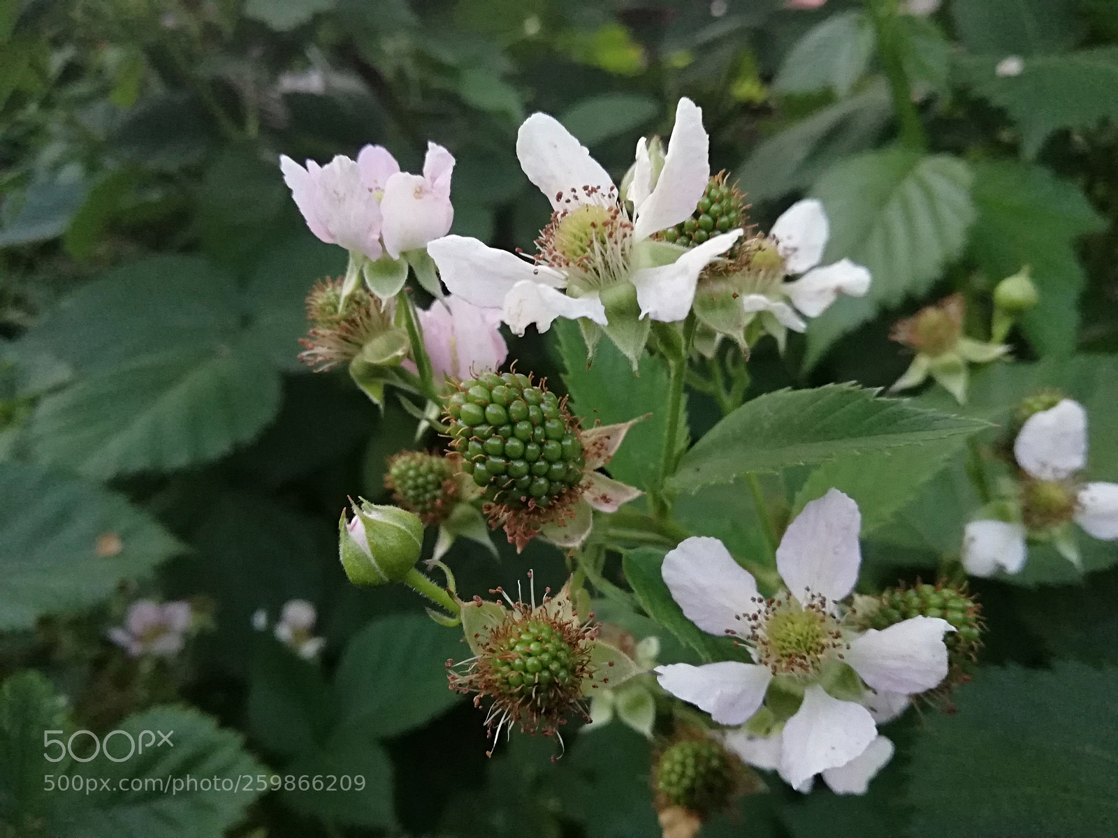 HUAWEI P20 lite sample photo. Blackberry photography