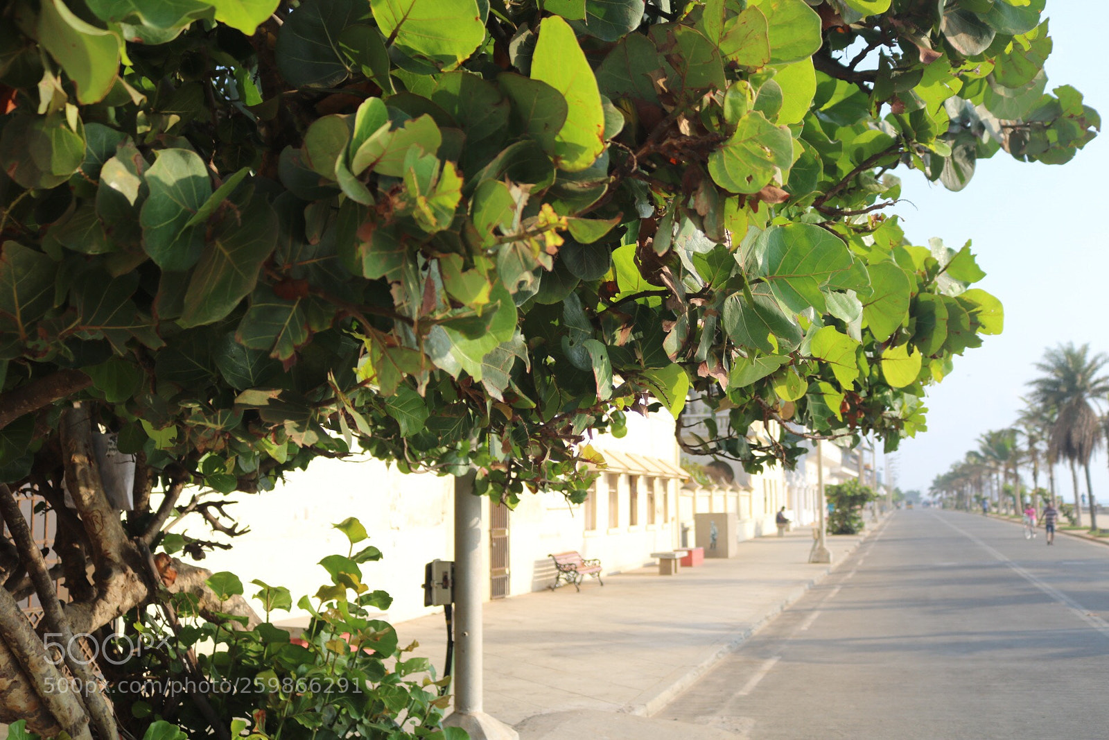 Canon EOS 750D (EOS Rebel T6i / EOS Kiss X8i) sample photo. ?summer  photography