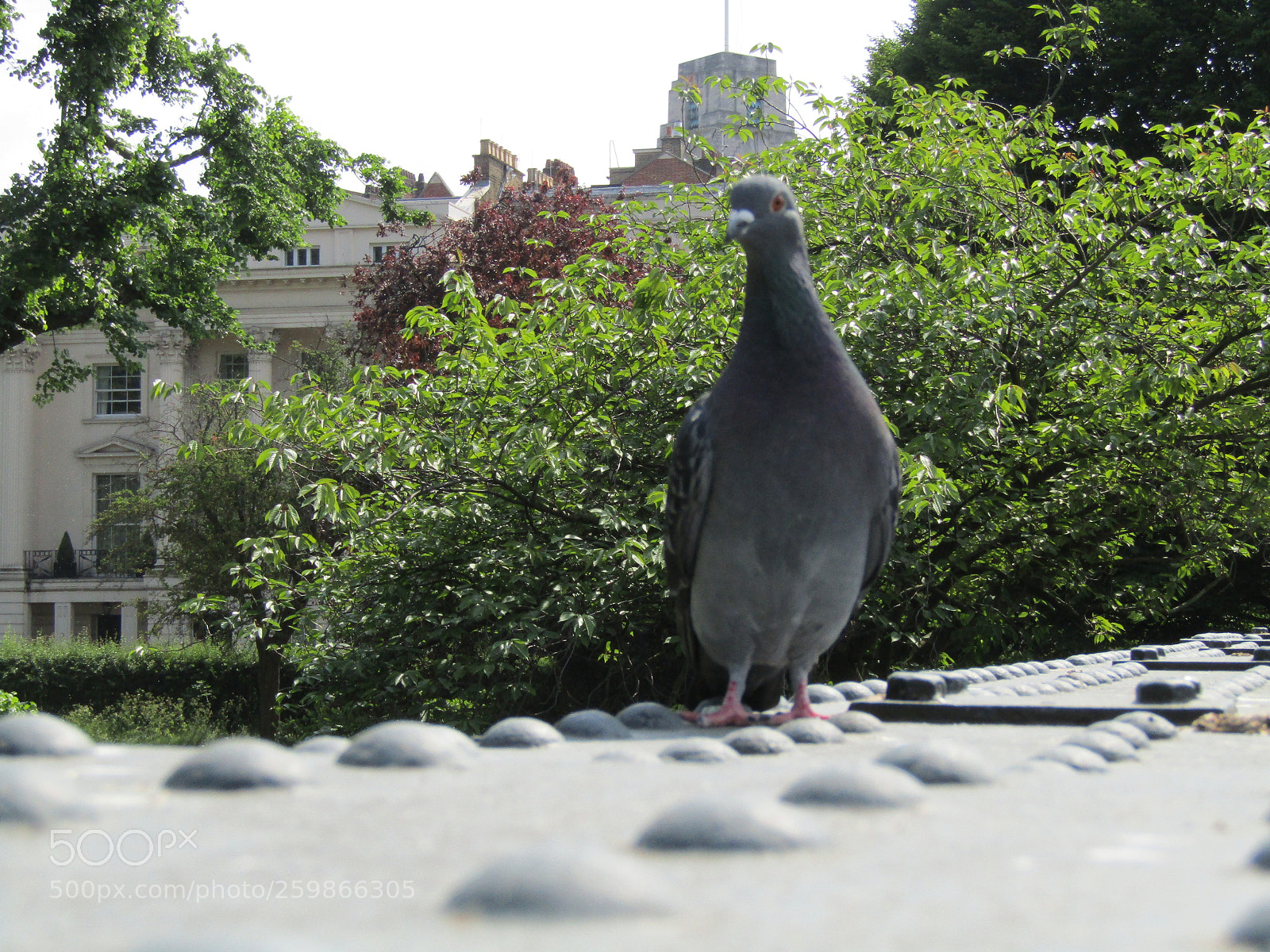 Canon PowerShot SX410 IS sample photo. Untitled photography