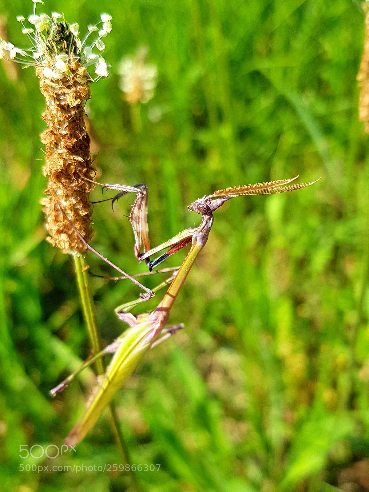 Samsung Galaxy S8 sample photo. L empuse photography
