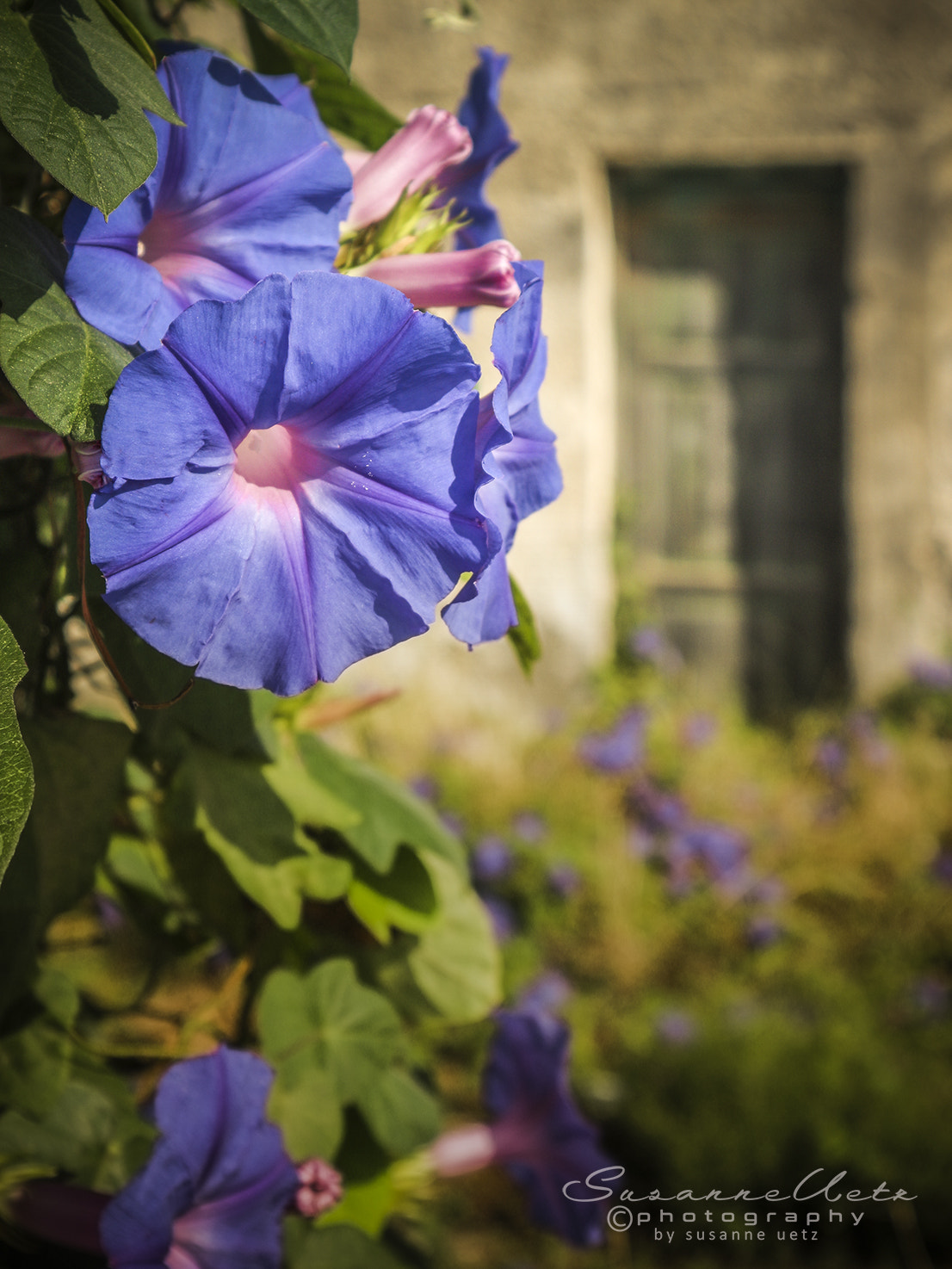 Canon EOS M10 sample photo. Wild beauty photography