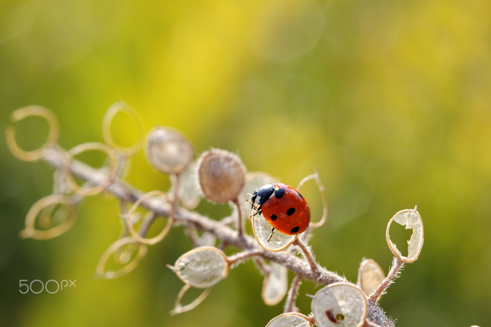 Canon EF 100mm F2.8L Macro IS USM sample photo. Ladybug photography