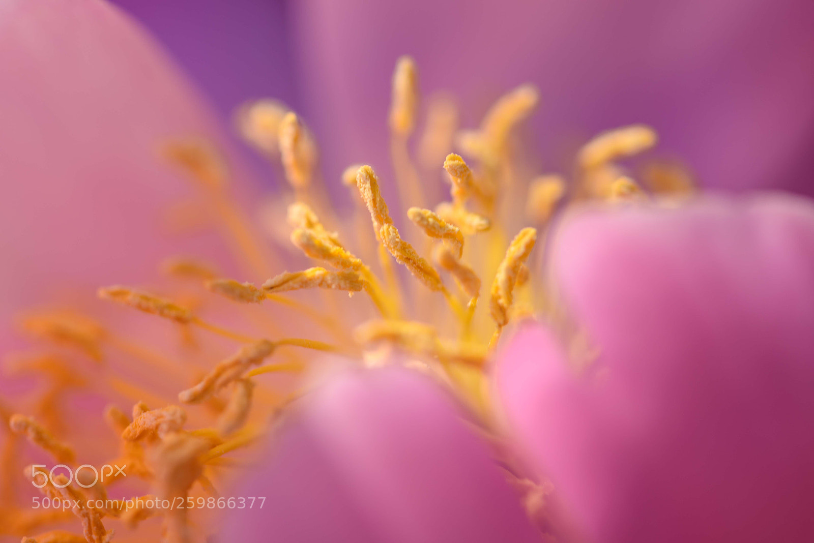 Nikon D750 sample photo. 花芯 photography