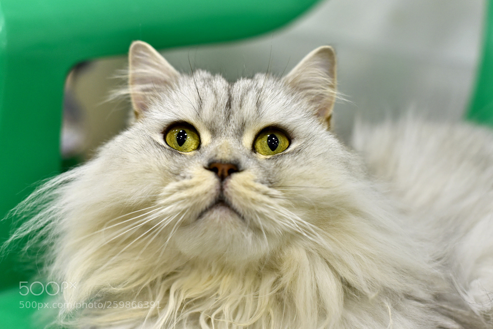 Nikon D750 sample photo. Furry cat photography