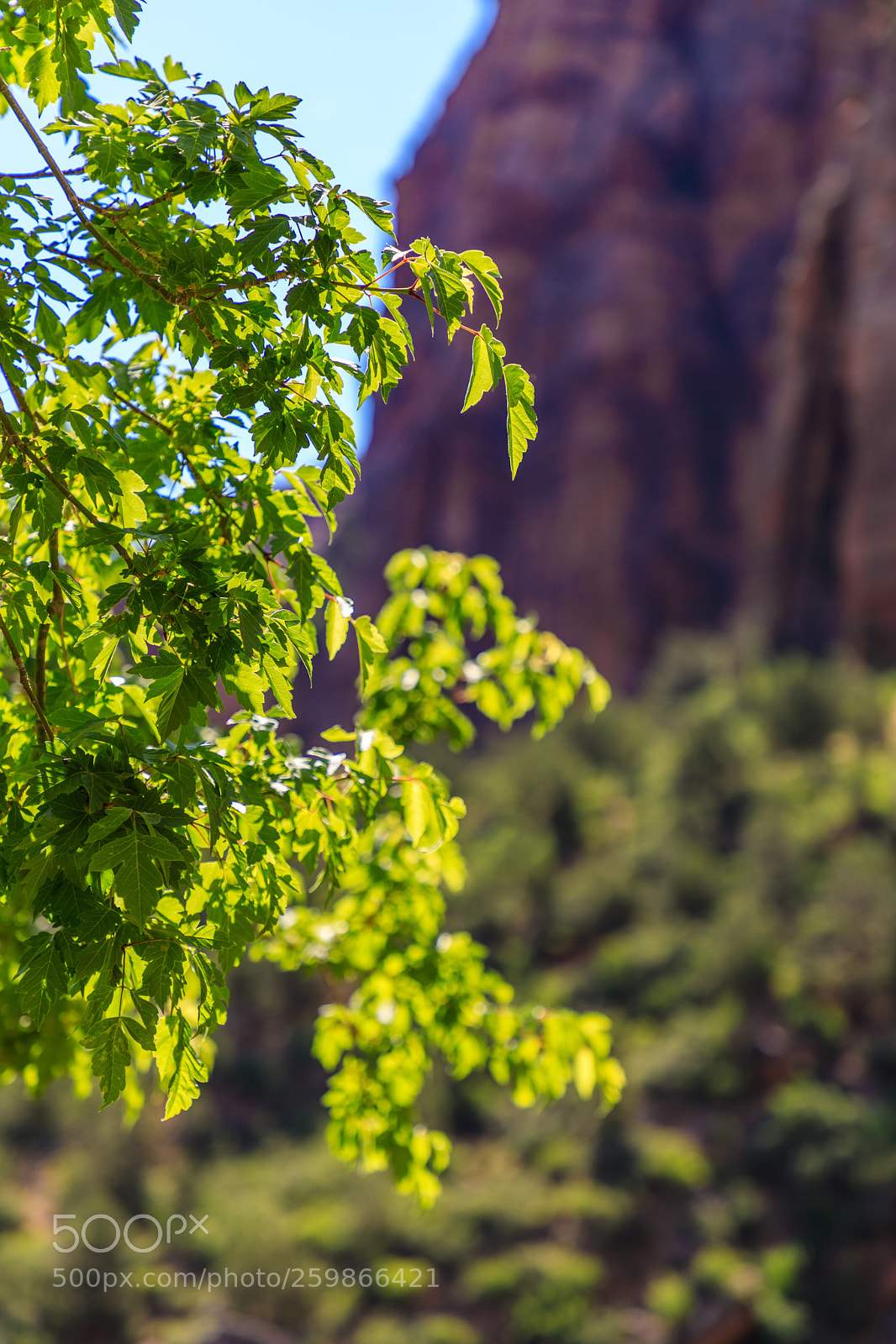Canon EOS 5D Mark IV sample photo. Zion national park 1337 photography