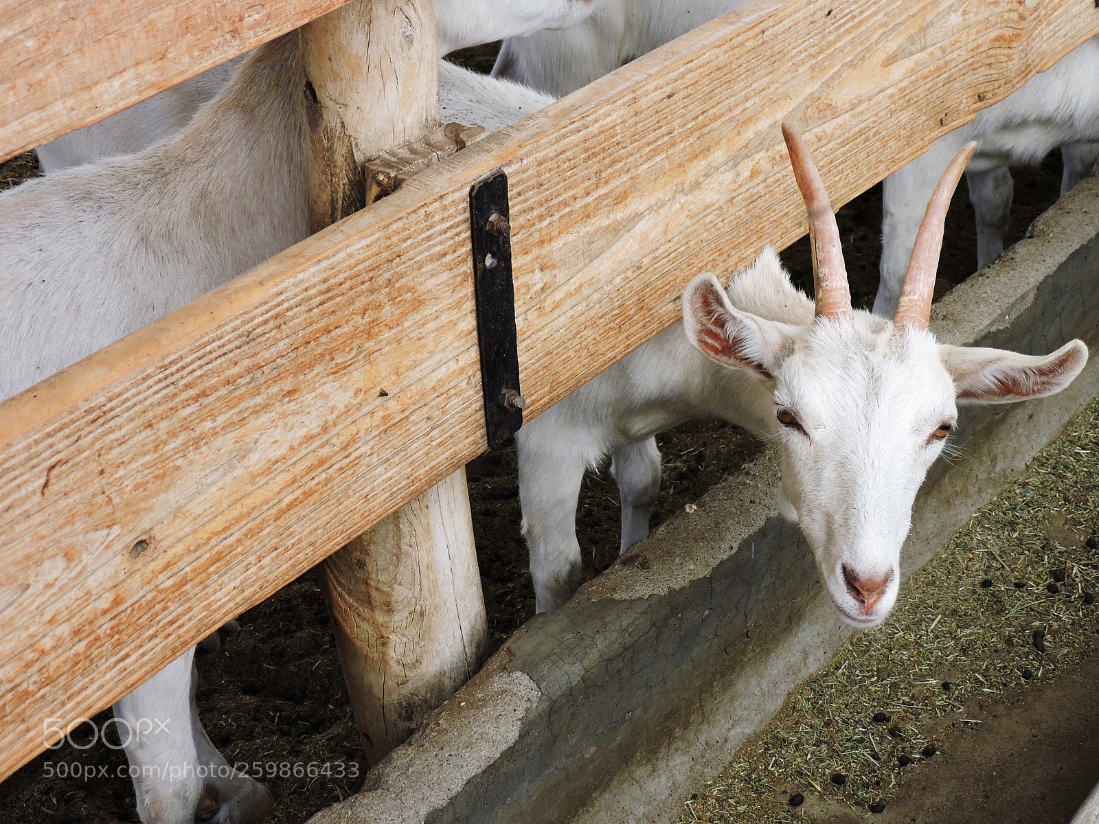 Nikon Coolpix P530 sample photo. Little goat photography
