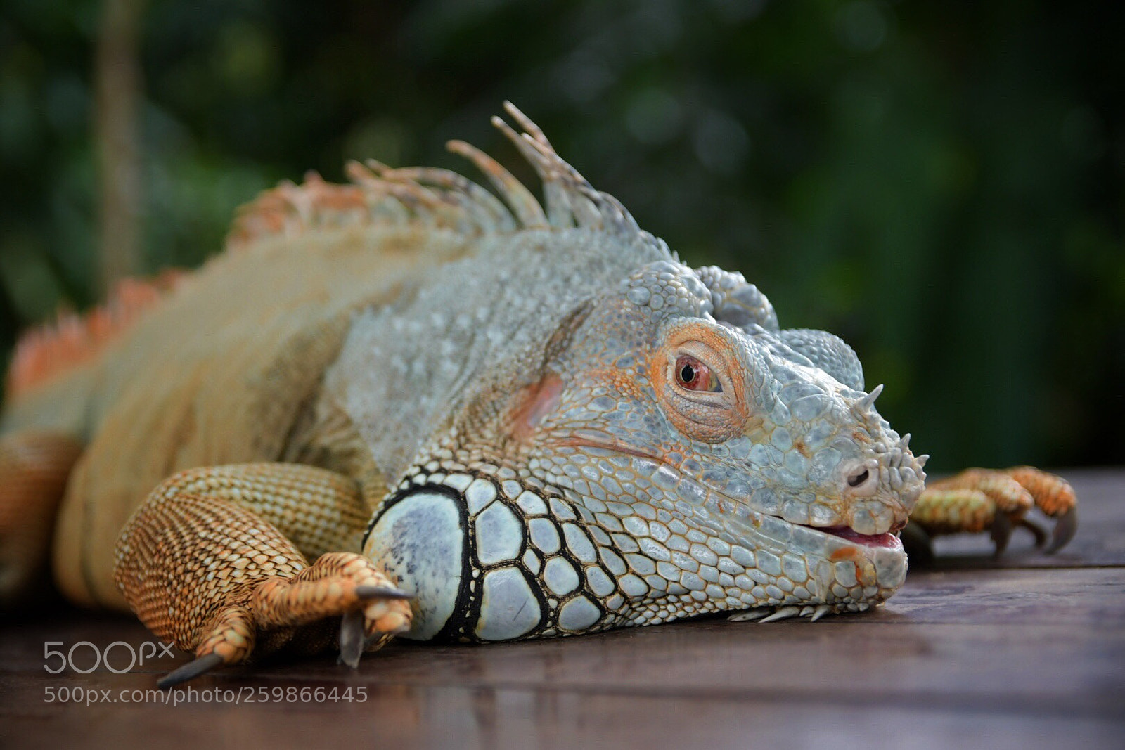 Nikon D500 sample photo. Common iguana photography