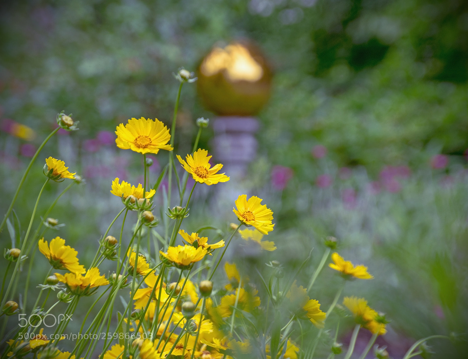 Nikon D5300 sample photo. Coreopsis photography