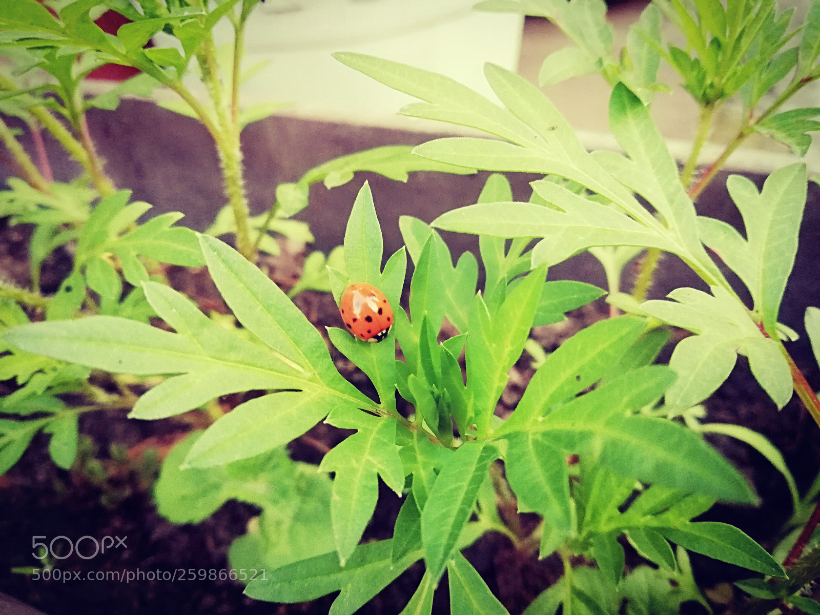 HUAWEI P20 lite sample photo. Untitled photography