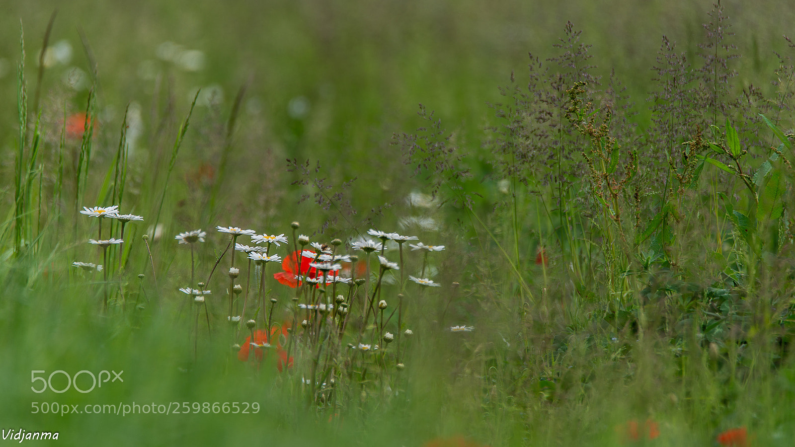 Nikon D610 sample photo. Like a child's dream photography