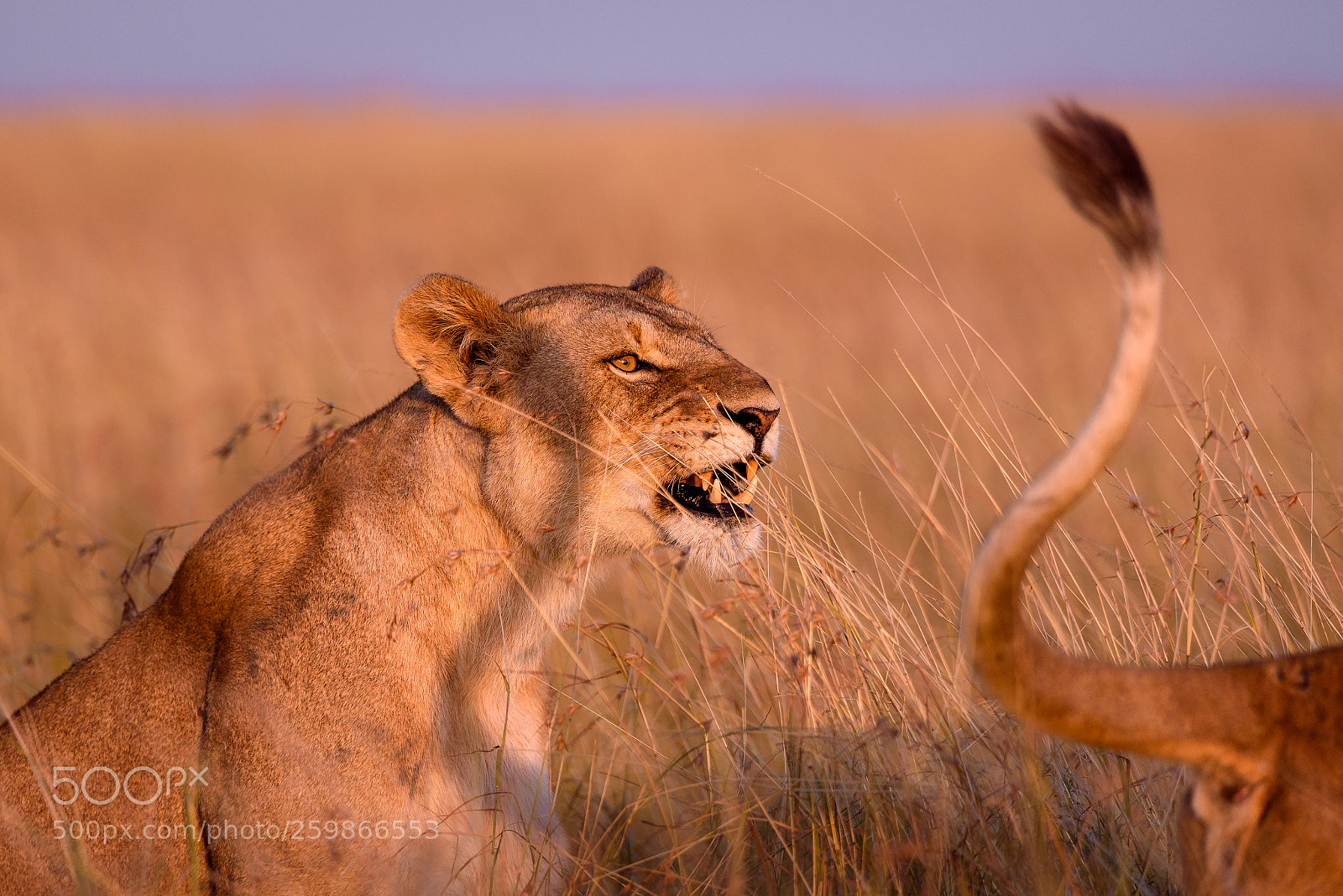Nikon D750 sample photo. A lion's tale photography