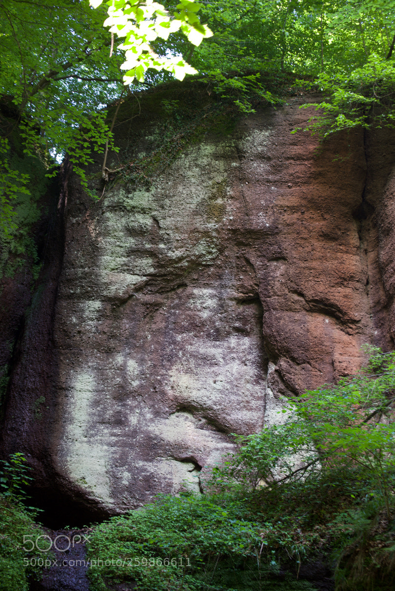 Nikon D750 sample photo. Elfenteich photography