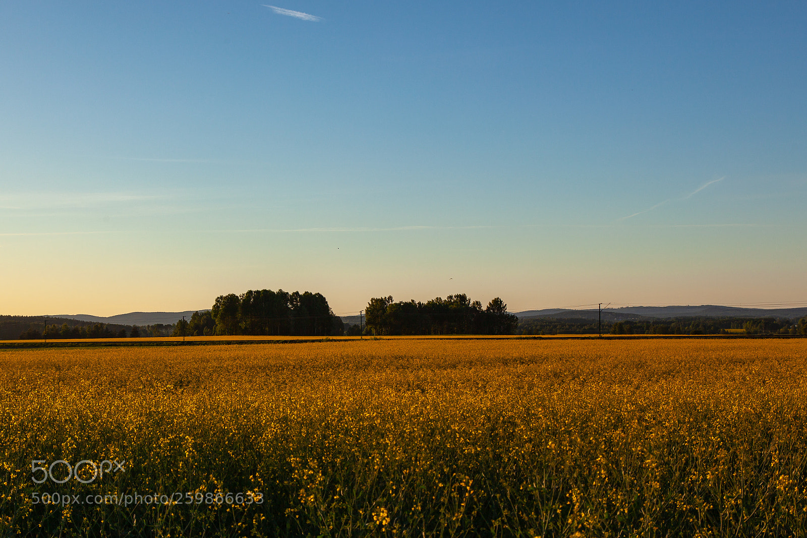 Canon EOS 5D Mark II sample photo. The field photography