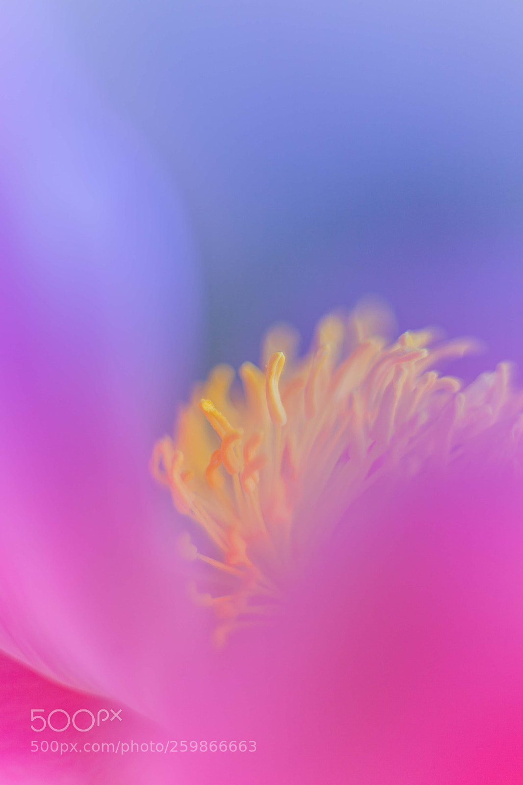 Canon EOS 5D Mark II sample photo. 花芯 photography