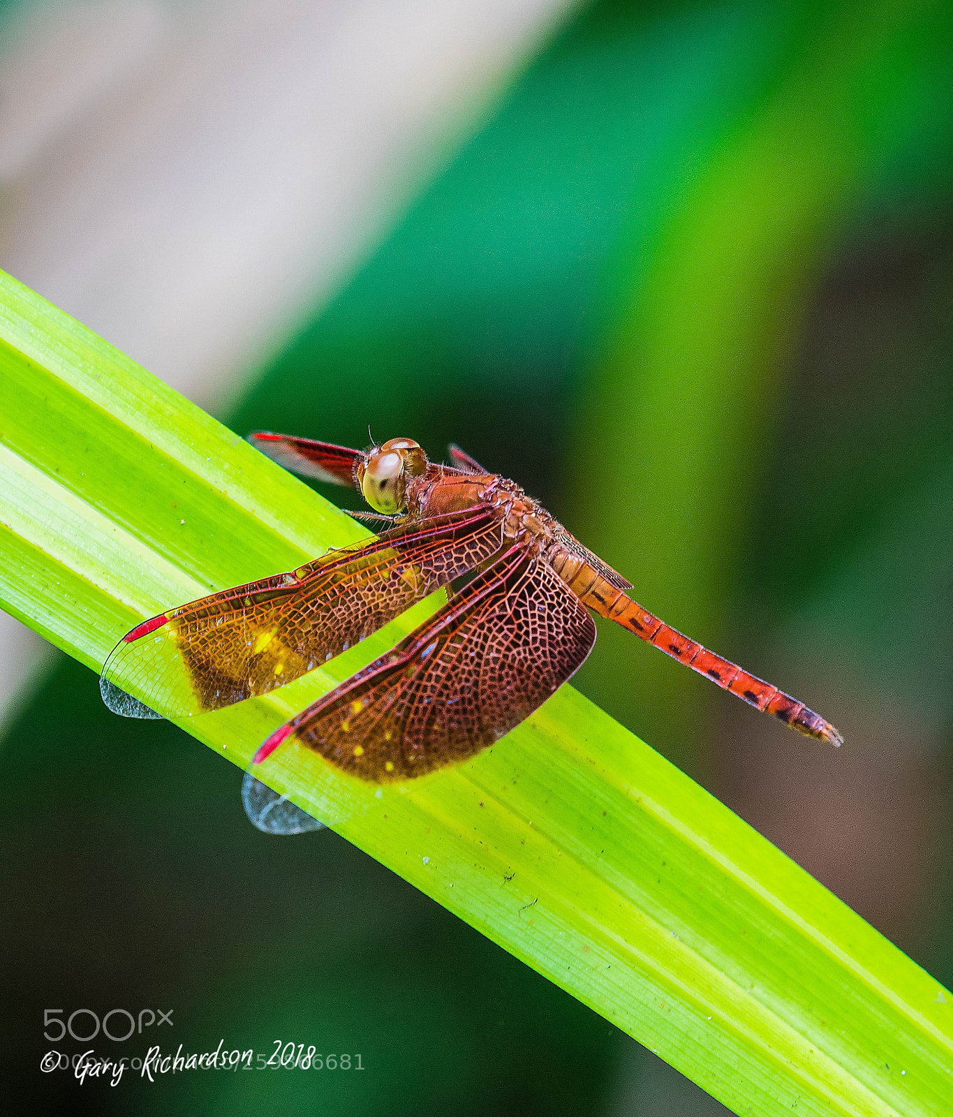 Nikon D500 sample photo. Fulvous forest skimmer koh photography