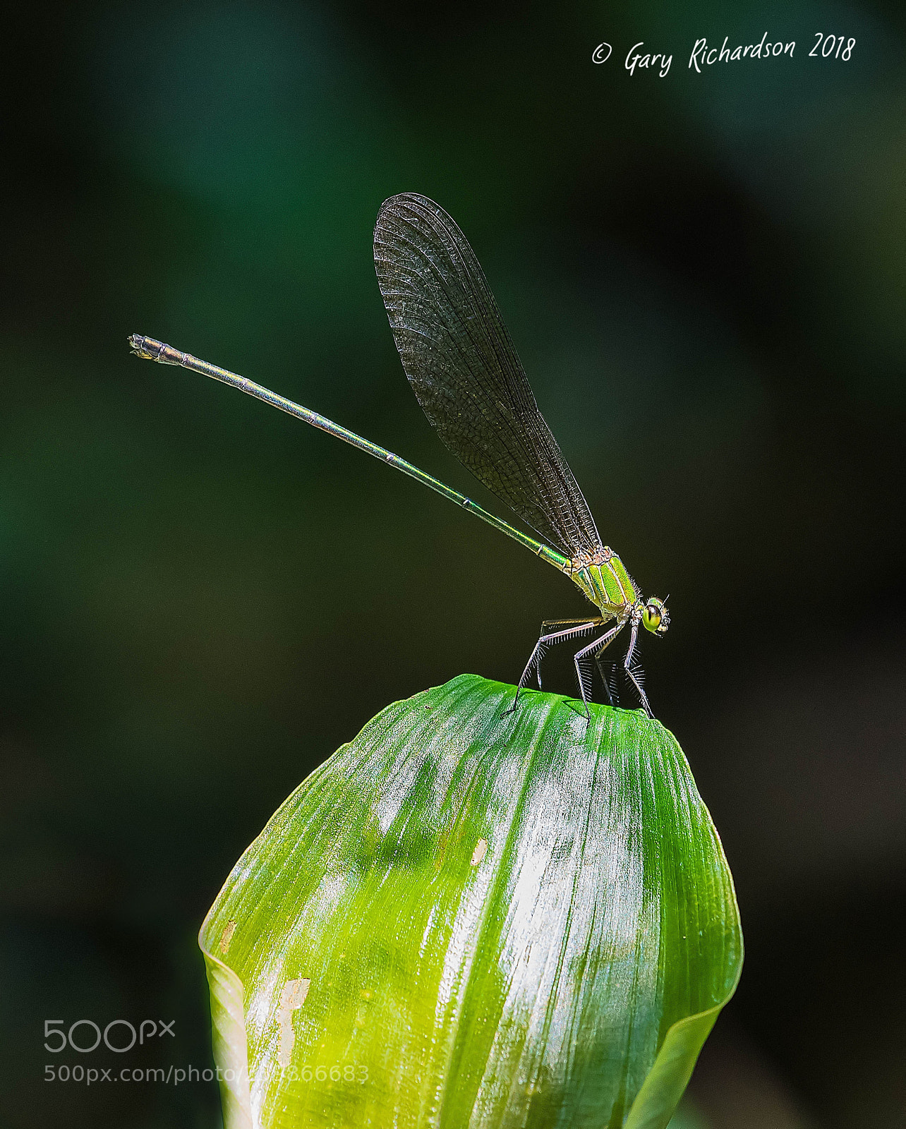 Nikon D500 sample photo. Green metalwing khao yai photography