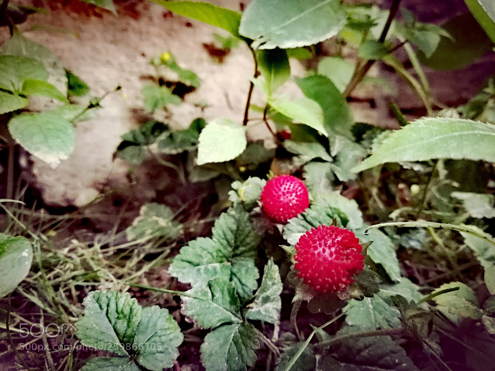HUAWEI P20 lite sample photo. Wild strawberries photography
