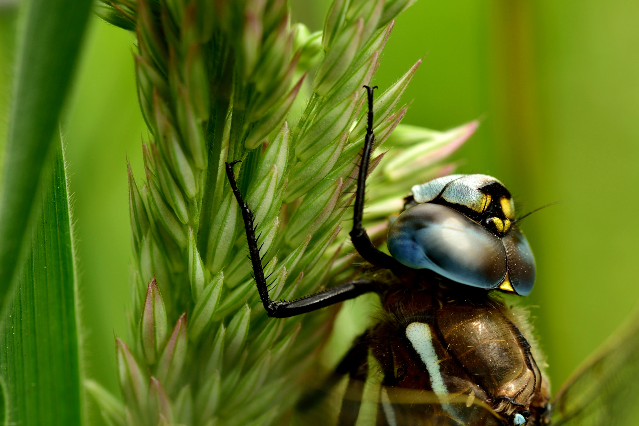 Nikon D5500 sample photo. Counting seed photography
