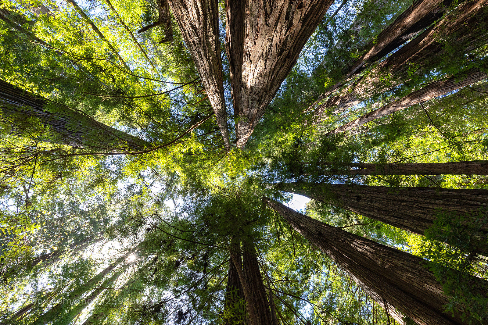 Canon EOS 6D Mark II sample photo. Redwood national park photography