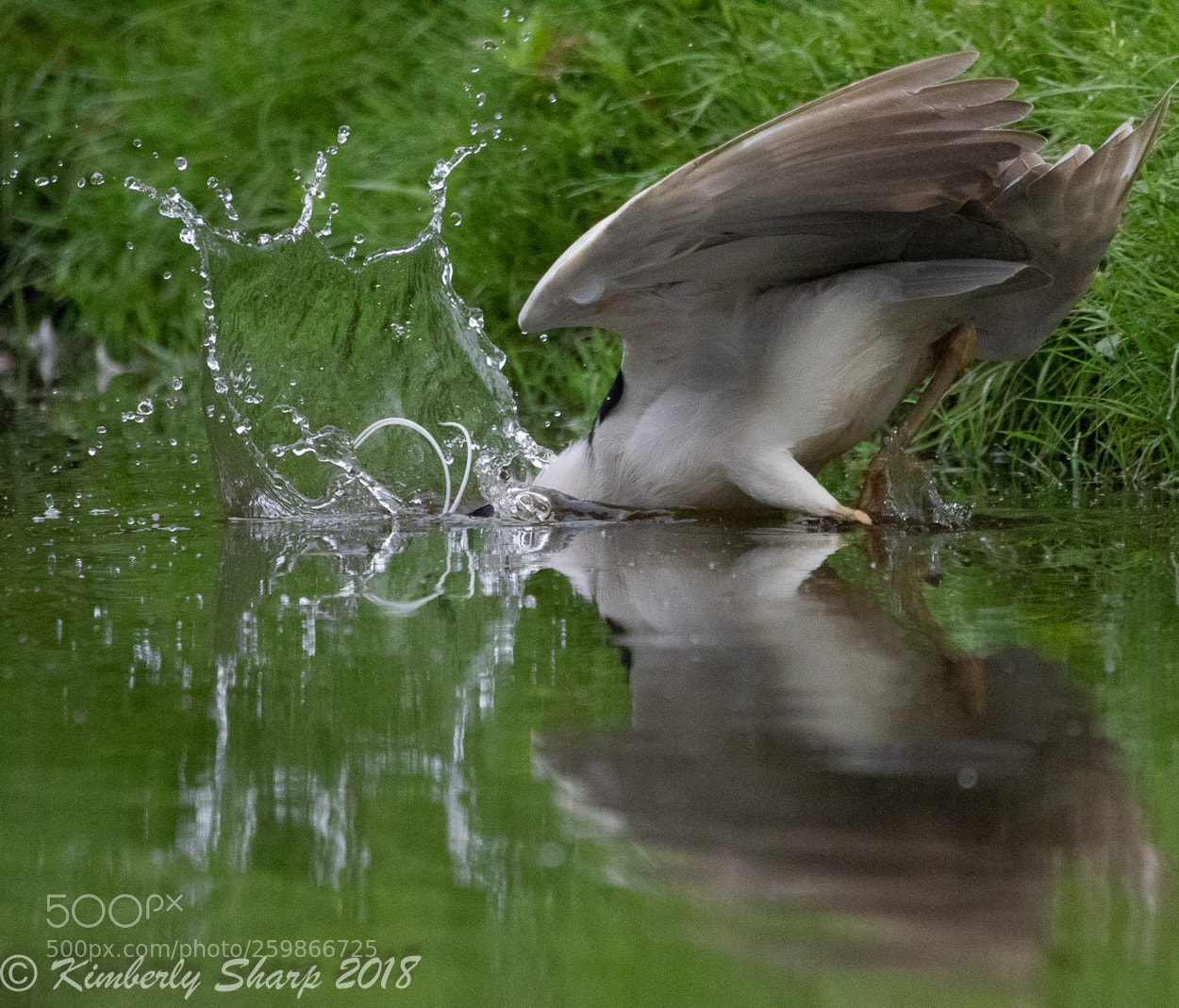 Canon EOS 7D Mark II sample photo. Night heron going after photography