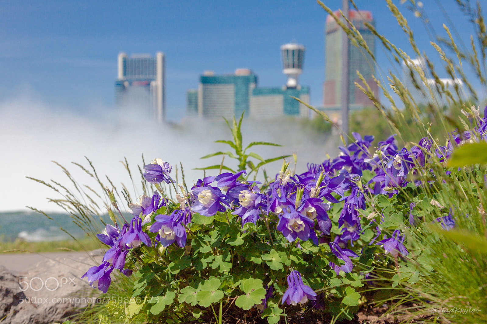 Canon EOS 5D Mark II sample photo. Niagara flowers. photography