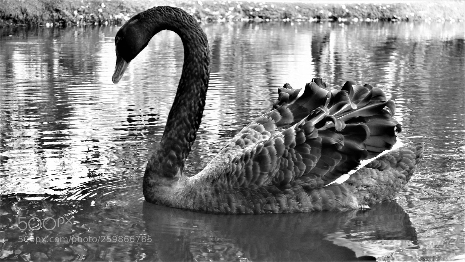 Canon EOS M3 sample photo. The swan . photography