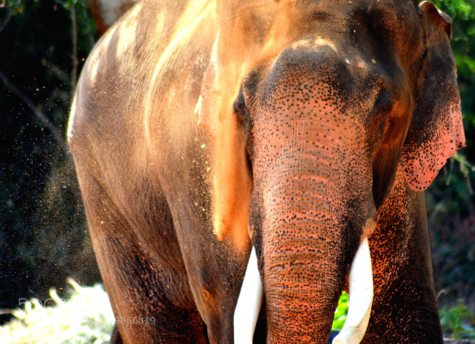 Nikon D5200 sample photo. Elephant photography