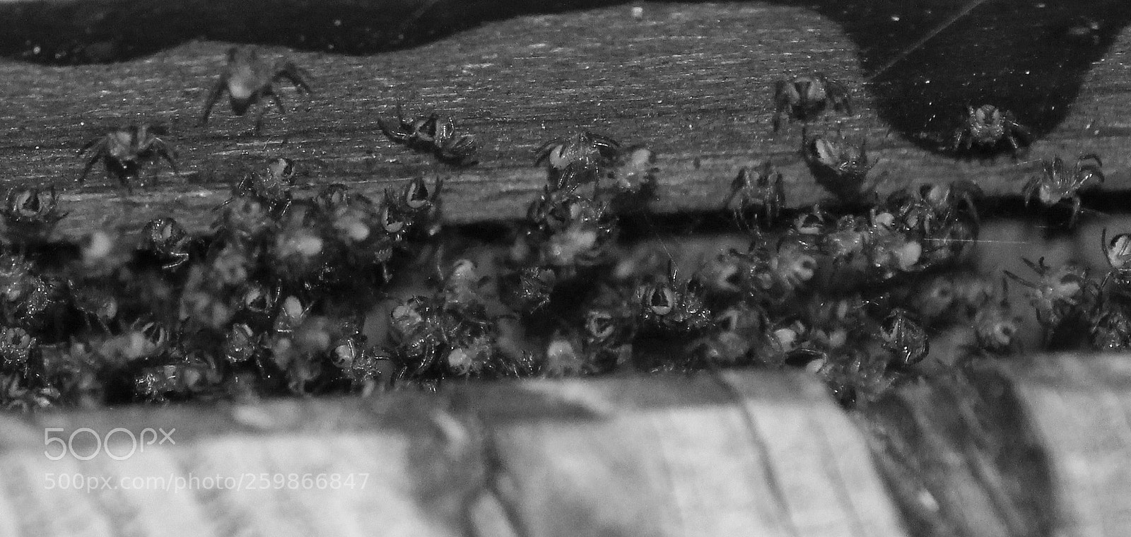 Canon EF-S 55-250mm F4-5.6 IS II sample photo. Spinnenbabies 2 photography