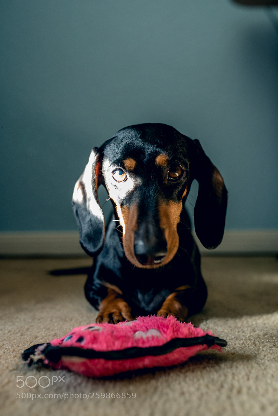Nikon D750 sample photo. Play? photography