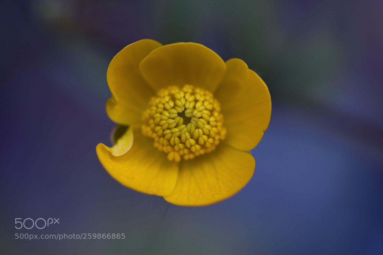 Canon EOS 60D sample photo. Gold-hahnenfuß (ranunculus auricomus agg.) photography