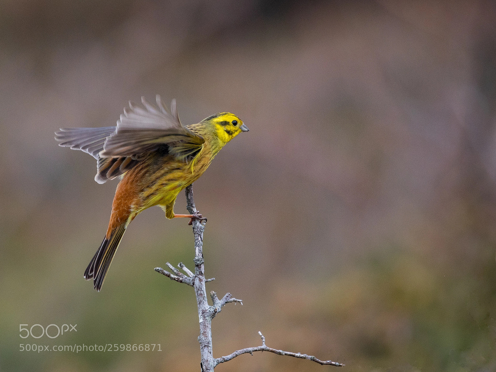Canon EOS 5D Mark IV sample photo. Yellowhammer photography