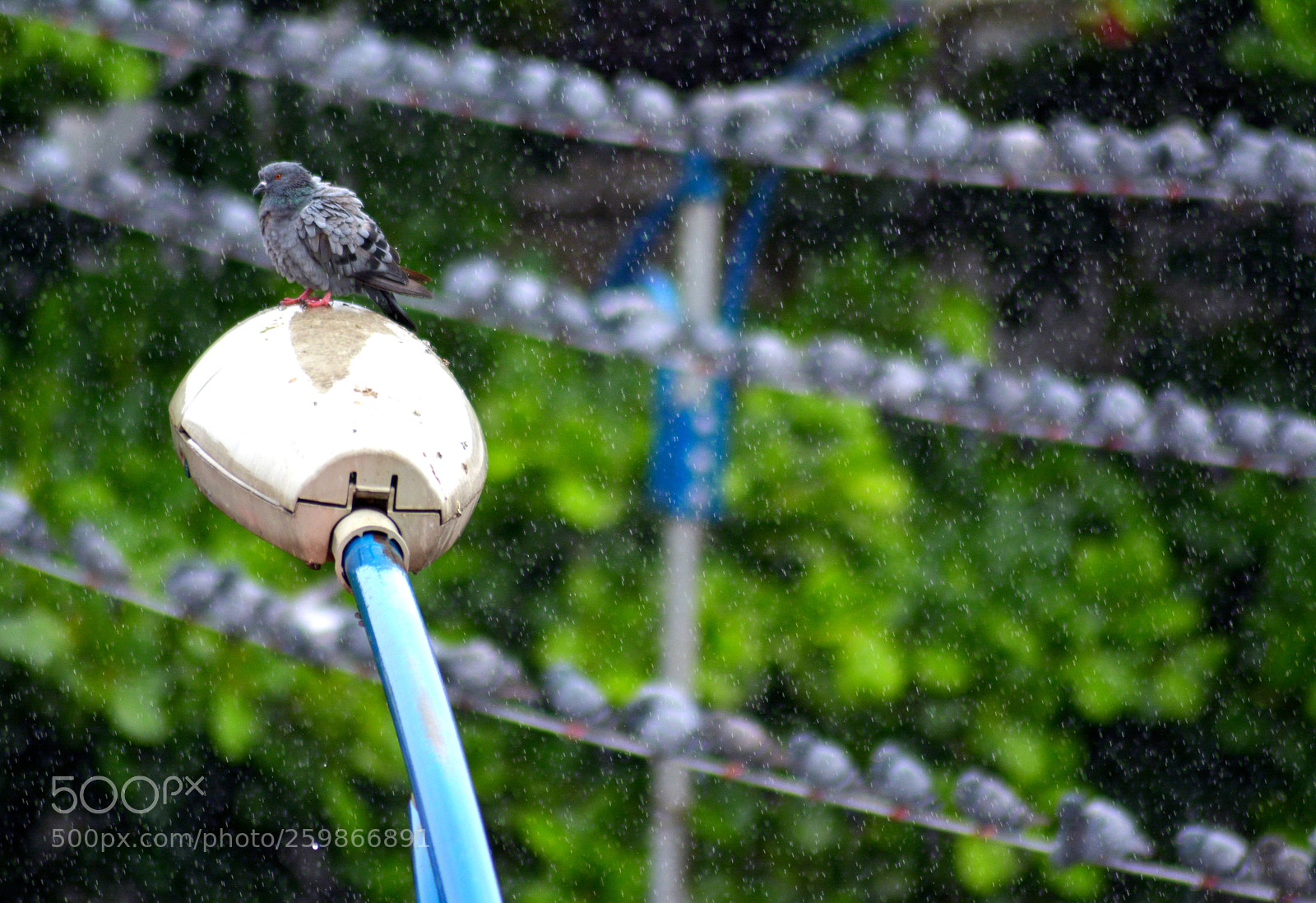 Nikon D5200 sample photo. Piegon street rain photography