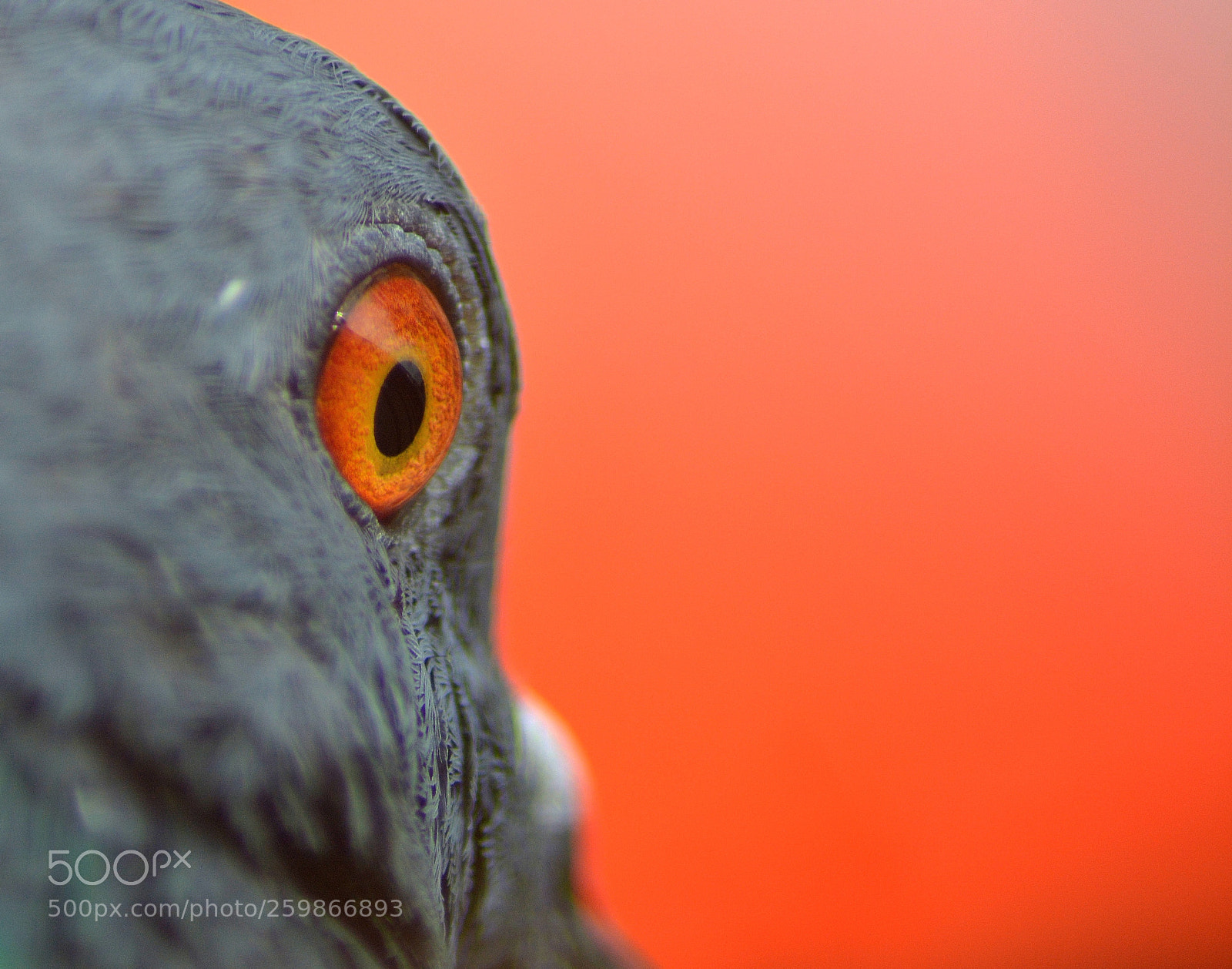 Nikon D5200 sample photo. Eye photography