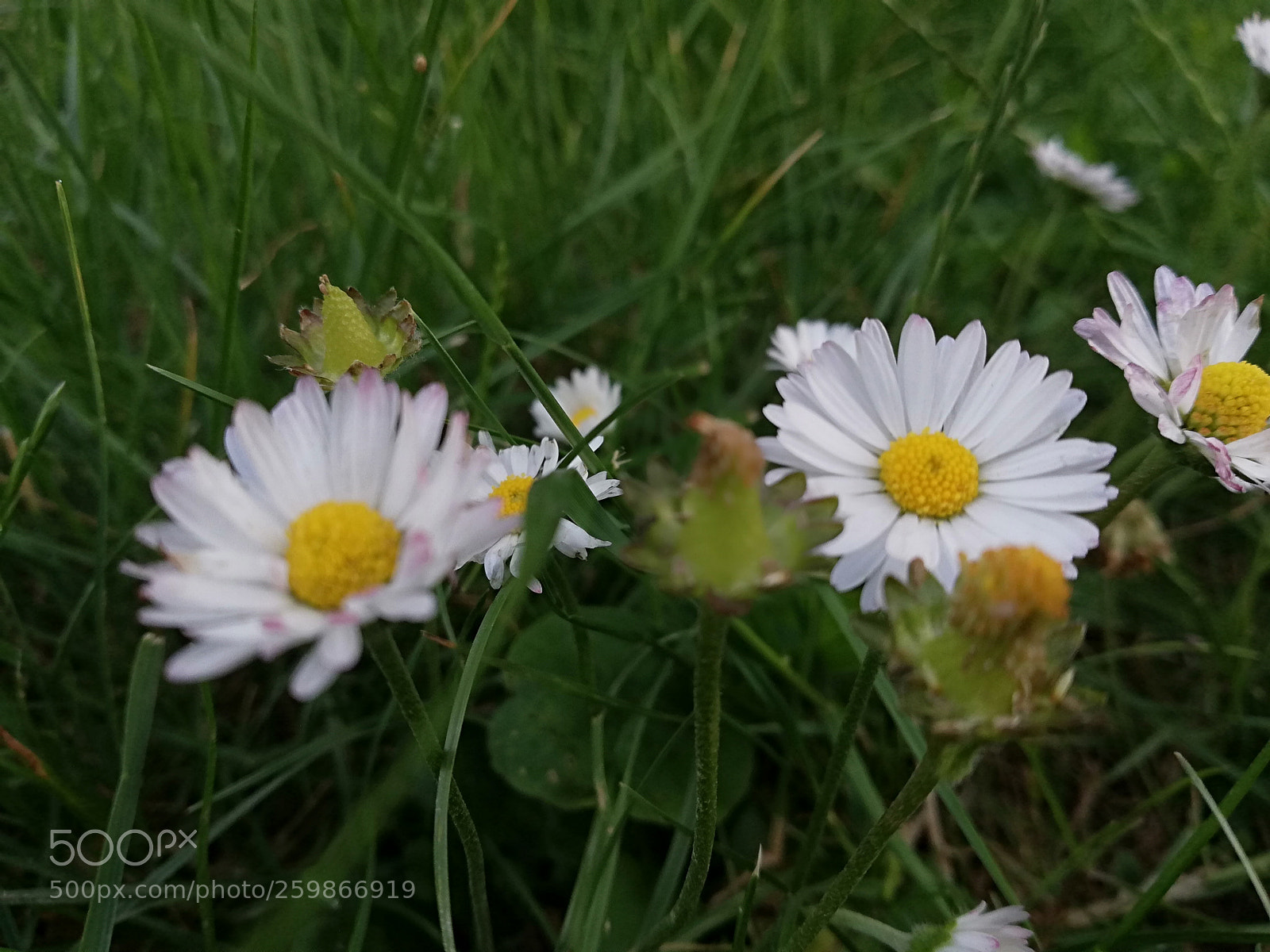HUAWEI P20 lite sample photo. Daisy photography