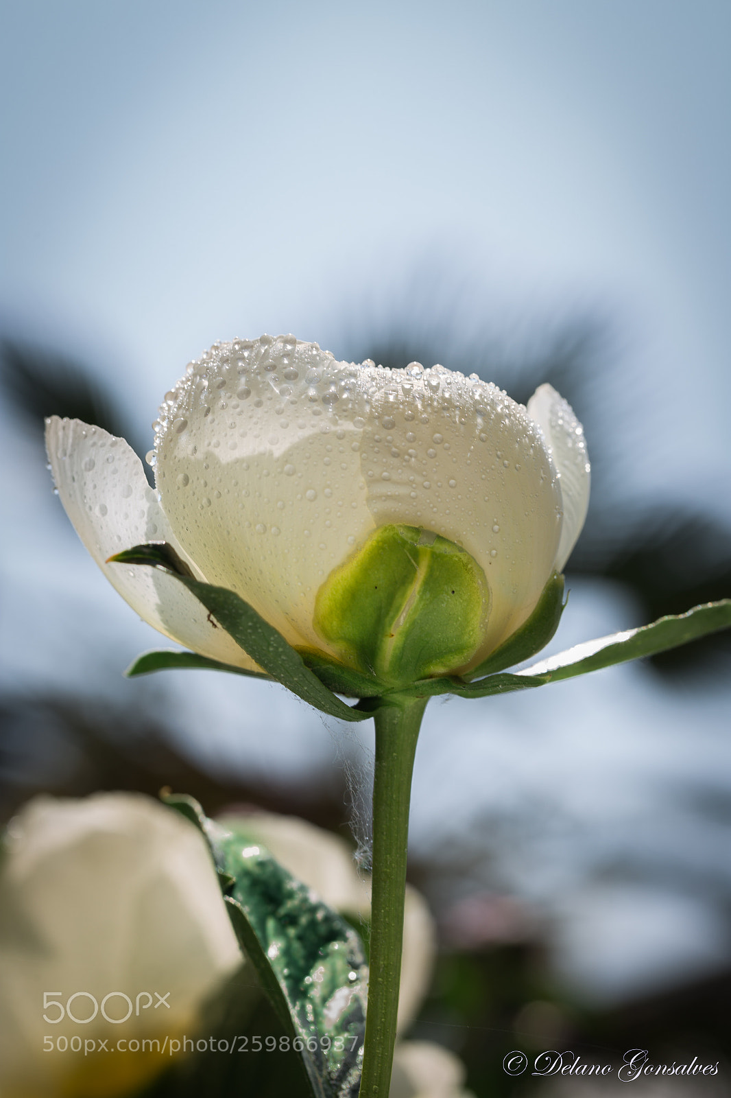 Canon EOS 6D sample photo. Flower photography